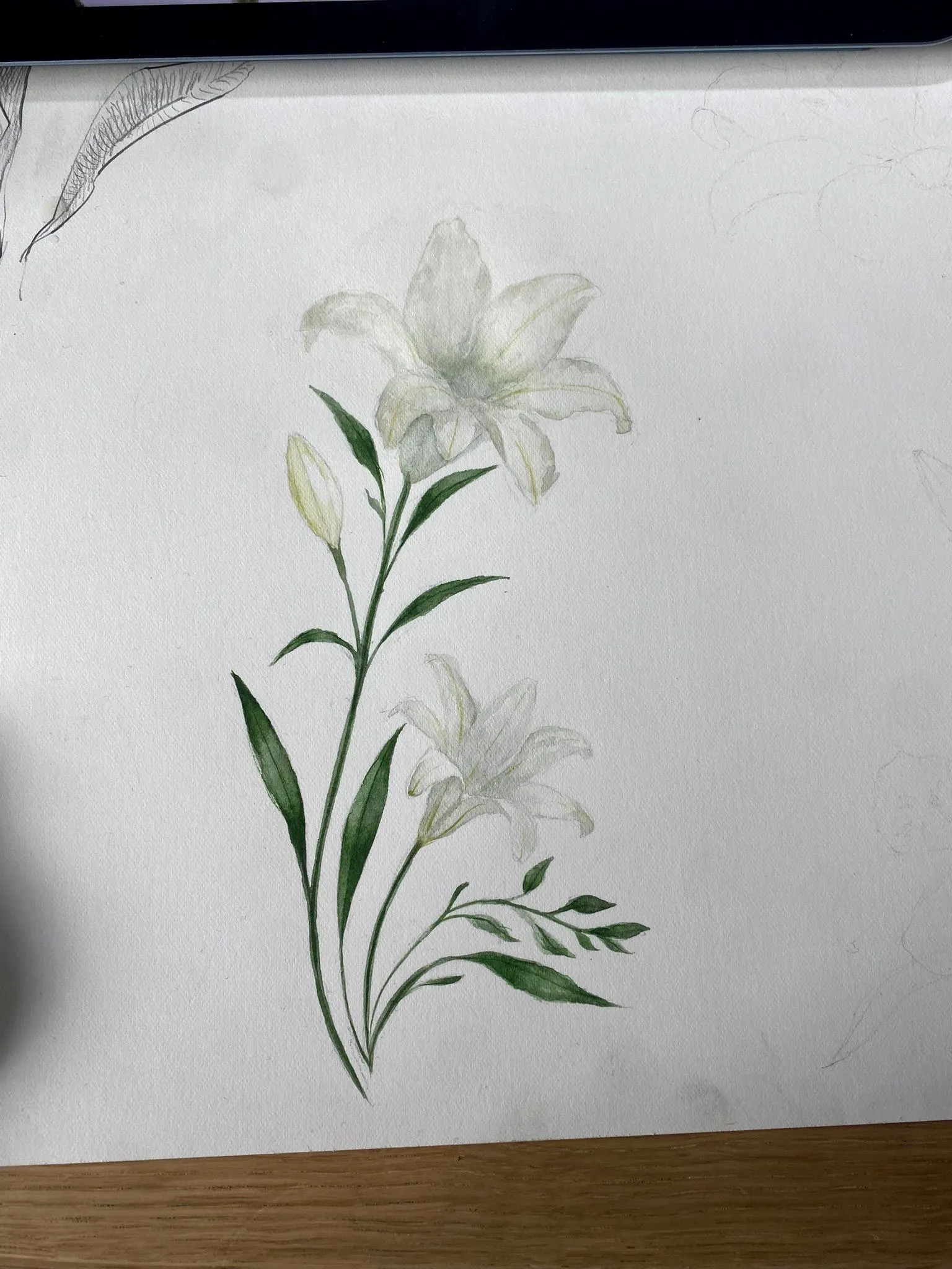 Étude d’un lys blanc « lisse », finalement écartée