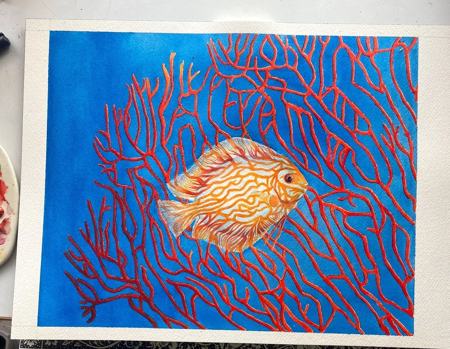 Poisson discus parmi des coraux rouges, aquarelle