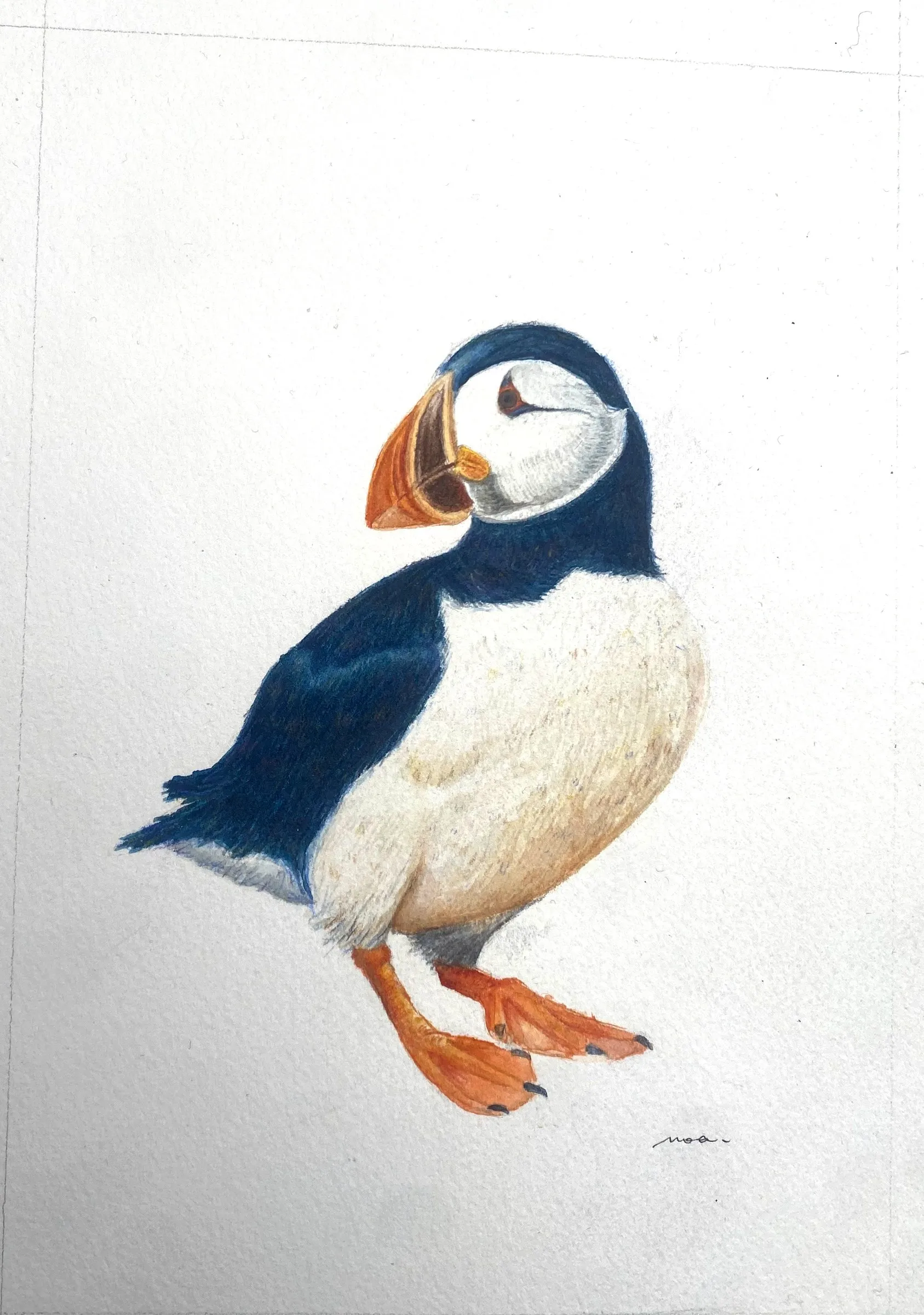 Macareux moine à l'aquarelle et aux crayons de couleur
