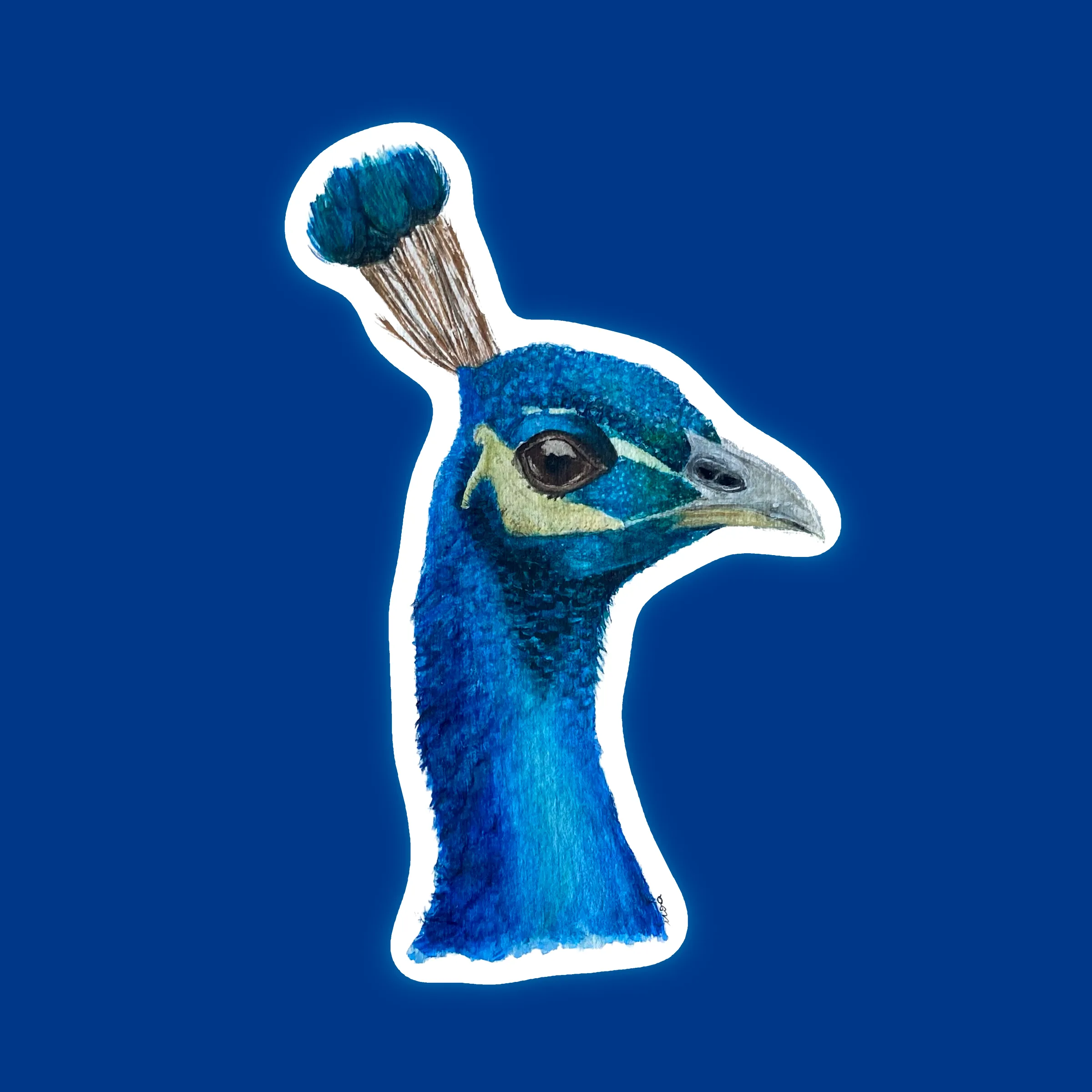 Tête de paon bleu à l'aquarelle, détourée sur fond bleu